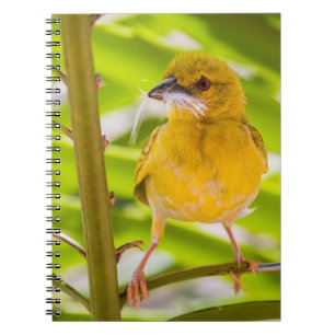 Time to build the nest notebook
