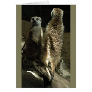 Time To Make Up! Meerkats