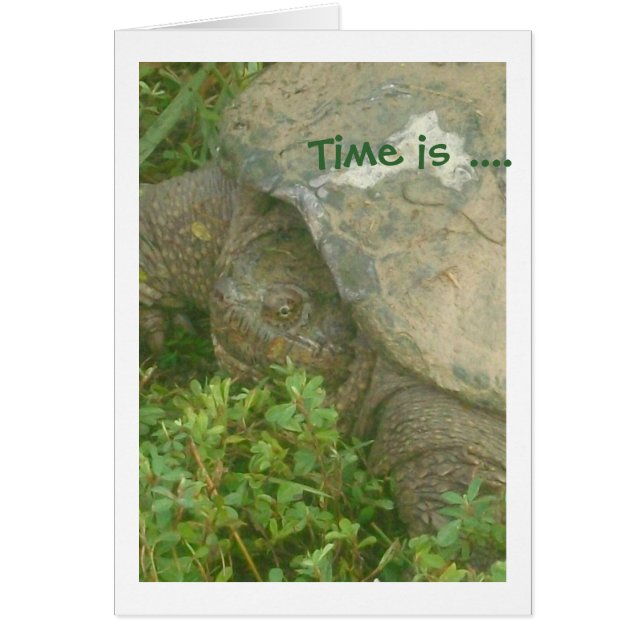 Time Turtle (Front)