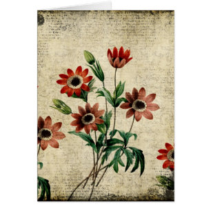 Timeless Anemones