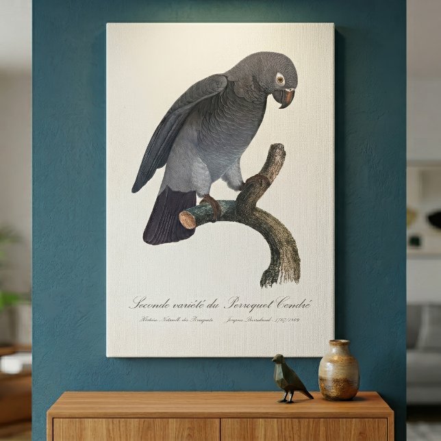 Timneh African Grey Parrot, Psittacus Timneh Canvas Print (Timneh African Grey Parrot, Psittacus Timneh. Canvas Print)