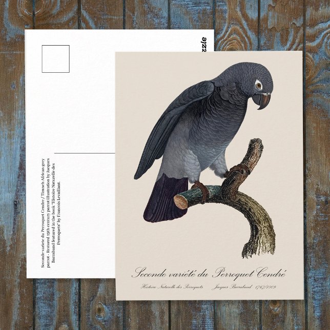 Timneh African Grey Parrot, Psittacus Timneh Postcard (Timneh African Grey Parrot, Psittacus Timneh. Postcard)