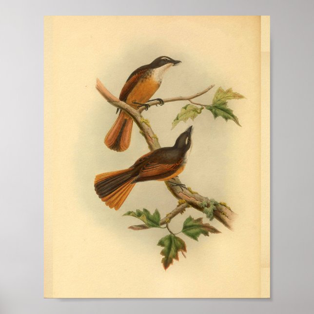 Timor Laut Fantail Flycatcher Bird Vintage Print (Front)