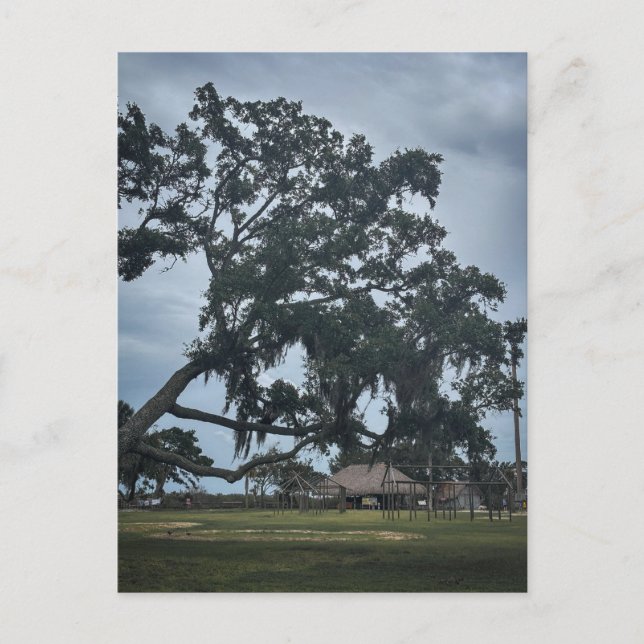 Timucua Village & Ancient Oak Postcard (Front)