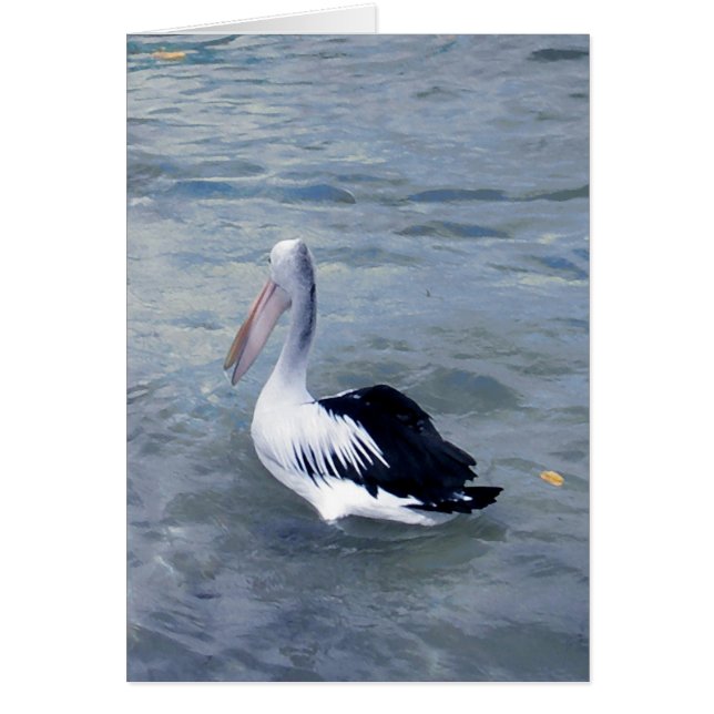 Tin Can Bay Pelican (Front)
