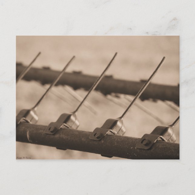 Tine to Rake Postcard (Front)
