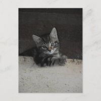 Tinker Kitten