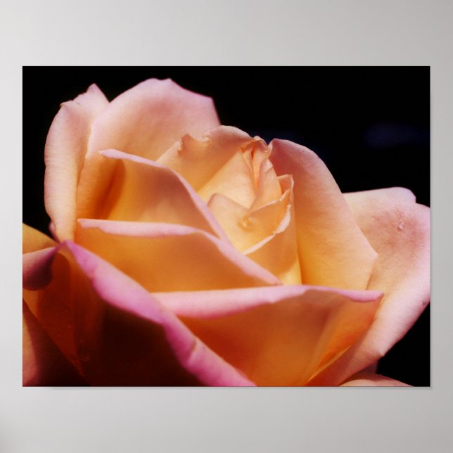 Tinted Yellow Rosebud Flower Poster (Front)