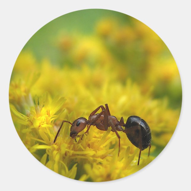 Tiny Ant on Goldenrod Classic Round Sticker (Front)