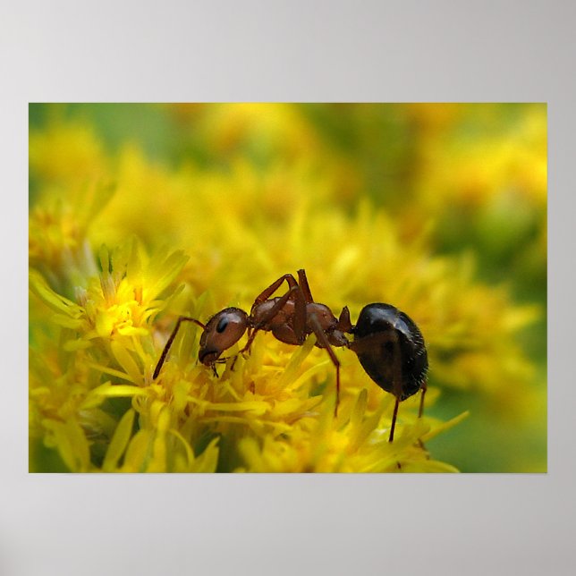 Tiny Ant on Goldenrod Poster (Front)