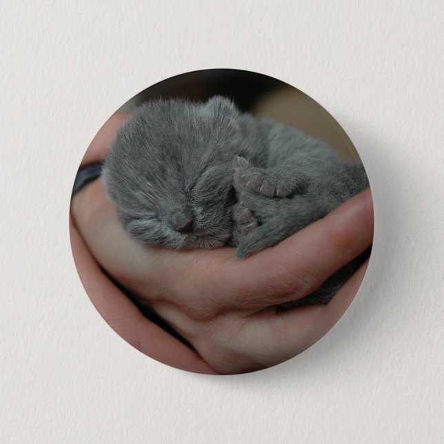 Tiny Baby Blue Kitten 6 Cm Round Badge (Front)