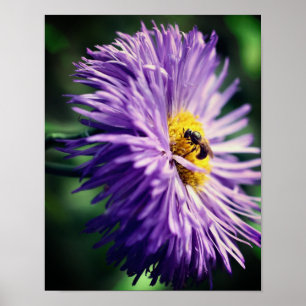 Tiny Bee On Purple Daisy Flower Close Up Poster