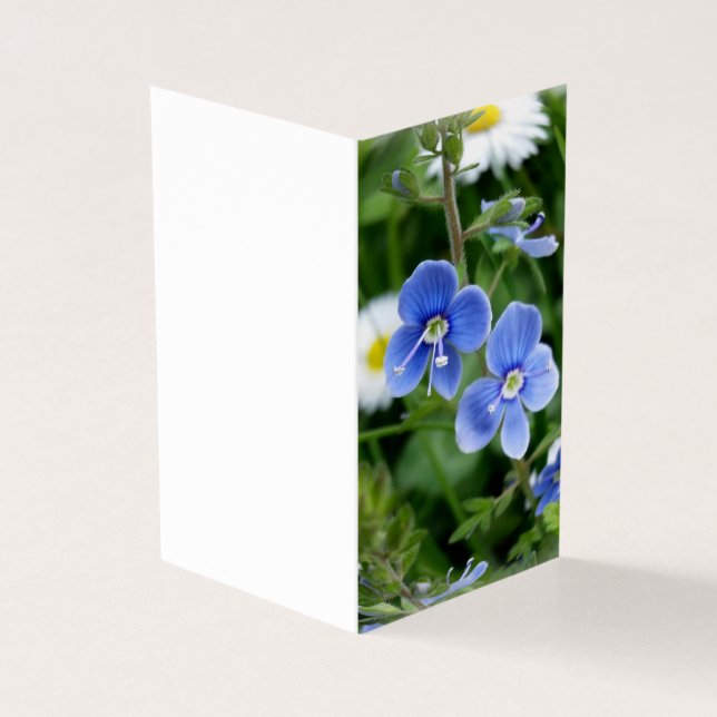 tiny blue flowers (Outside)