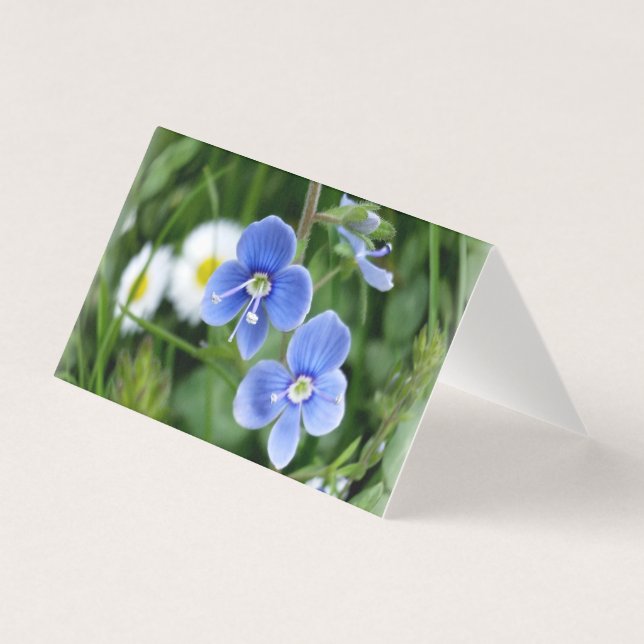 tiny blue flowers (Front)