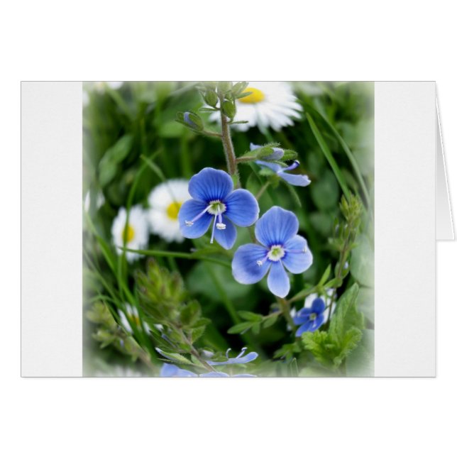 tiny blue flowers (Front Horizontal)
