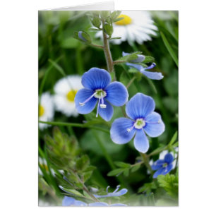 tiny blue flowers