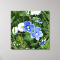 tiny blue flowers