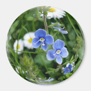 tiny blue flowers magnet