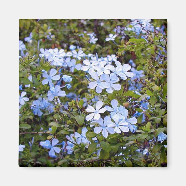 Tiny Blue Flowers Magnet (Front)