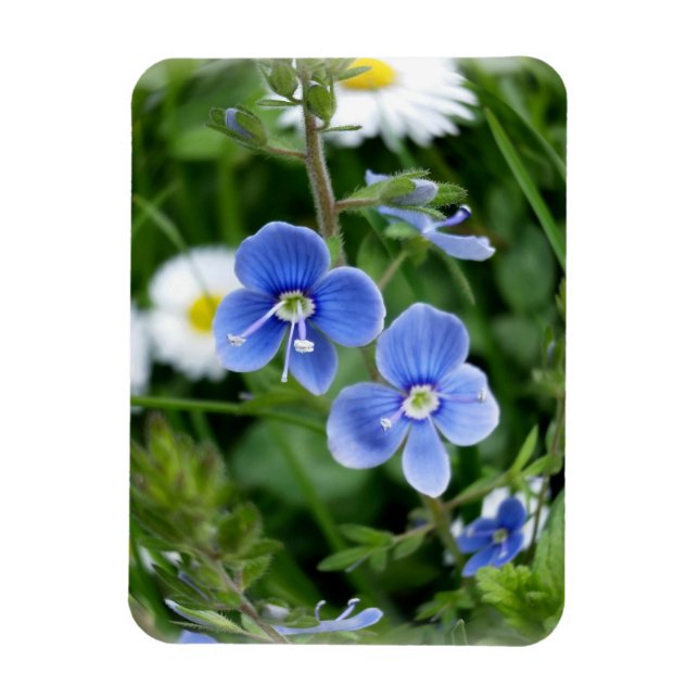 tiny blue flowers magnet (Vertical)