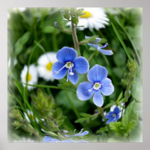 tiny blue flowers poster