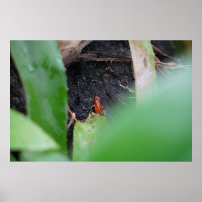 Tiny But Dangerous Red Tee Frog Poster (Front)