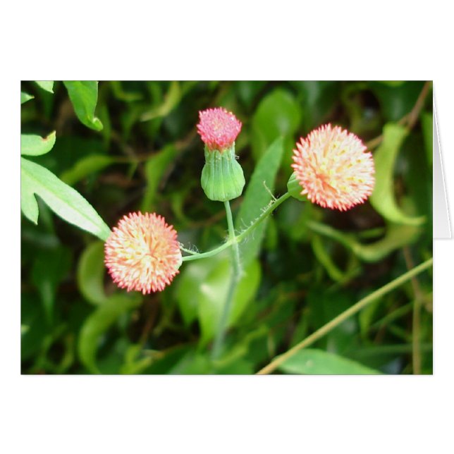 Tiny Cheerleader card (Front Horizontal)