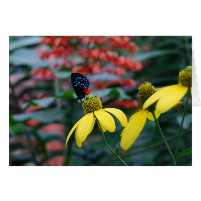 Tiny Colour (Front Horizontal)