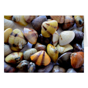 Tiny Colourful Clam Shells