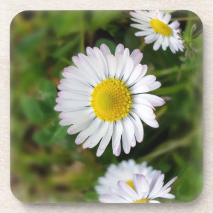 Tiny daisies coaster