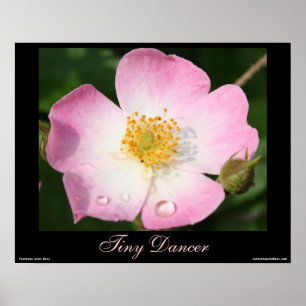 Tiny Dancer - Ballerina Rose Photography Poster