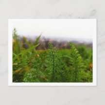 Tiny Fernlike Leaves in Spring