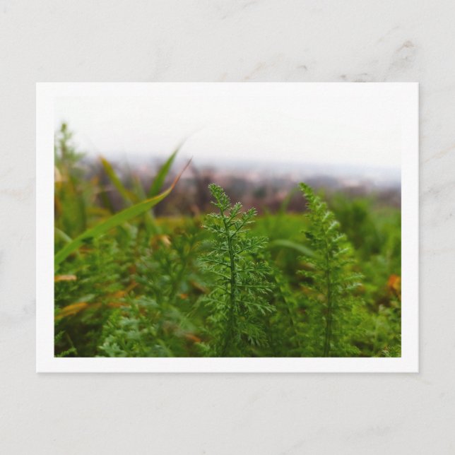Tiny Fernlike Leaves in Spring Postcard (Front)