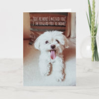 Tiny Fluffy Dog Happy To See You Dogs are the Best