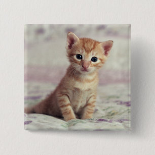 Tiny Ginger Kitten 15 Cm Square Badge