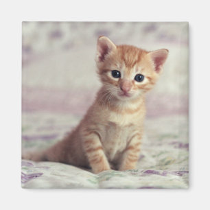 Tiny Ginger Kitten Magnet