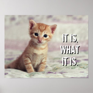Tiny Ginger Kitten Poster