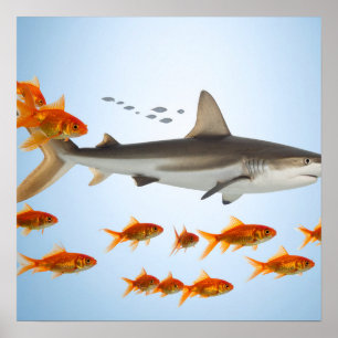 “Tiny Goldfish, Big Shark Energy” Poster