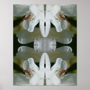 Tiny Grasshopper On White Azalea Flower Abstract  Poster
