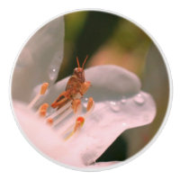 Tiny Grasshopper On White Azalea Flower