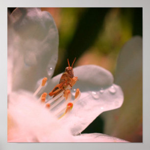 Tiny Grasshopper On White Azalea Flower Poster