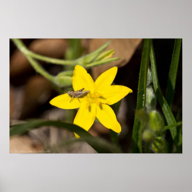 Tiny Grasshopper on Yellow Star Grass Poster (Front)