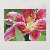 Tiny Green Frog on Stargazer Lily