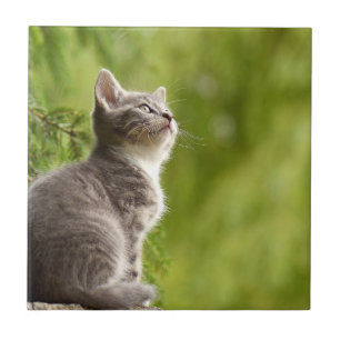 Tiny Grey and white Kitten Peers up to the sky Tile