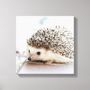 Tiny Hedgehog Canvas Print