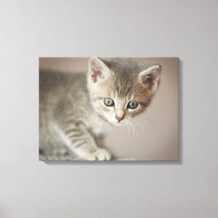 Tiny Kitten Canvas Print