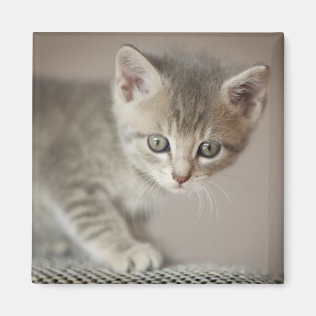 Tiny Kitten Magnet (Front)