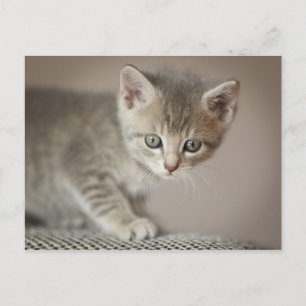 Tiny Kitten Postcard