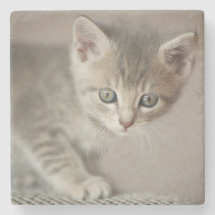 Tiny Kitten Stone Coaster