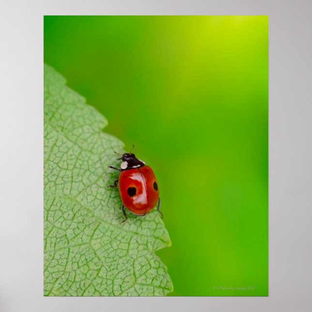 Tiny Lady Bug Poster (Front)